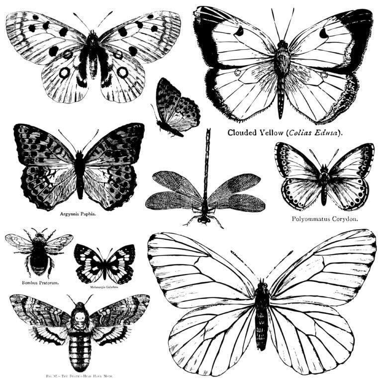 Butterflies | Décor Stamp